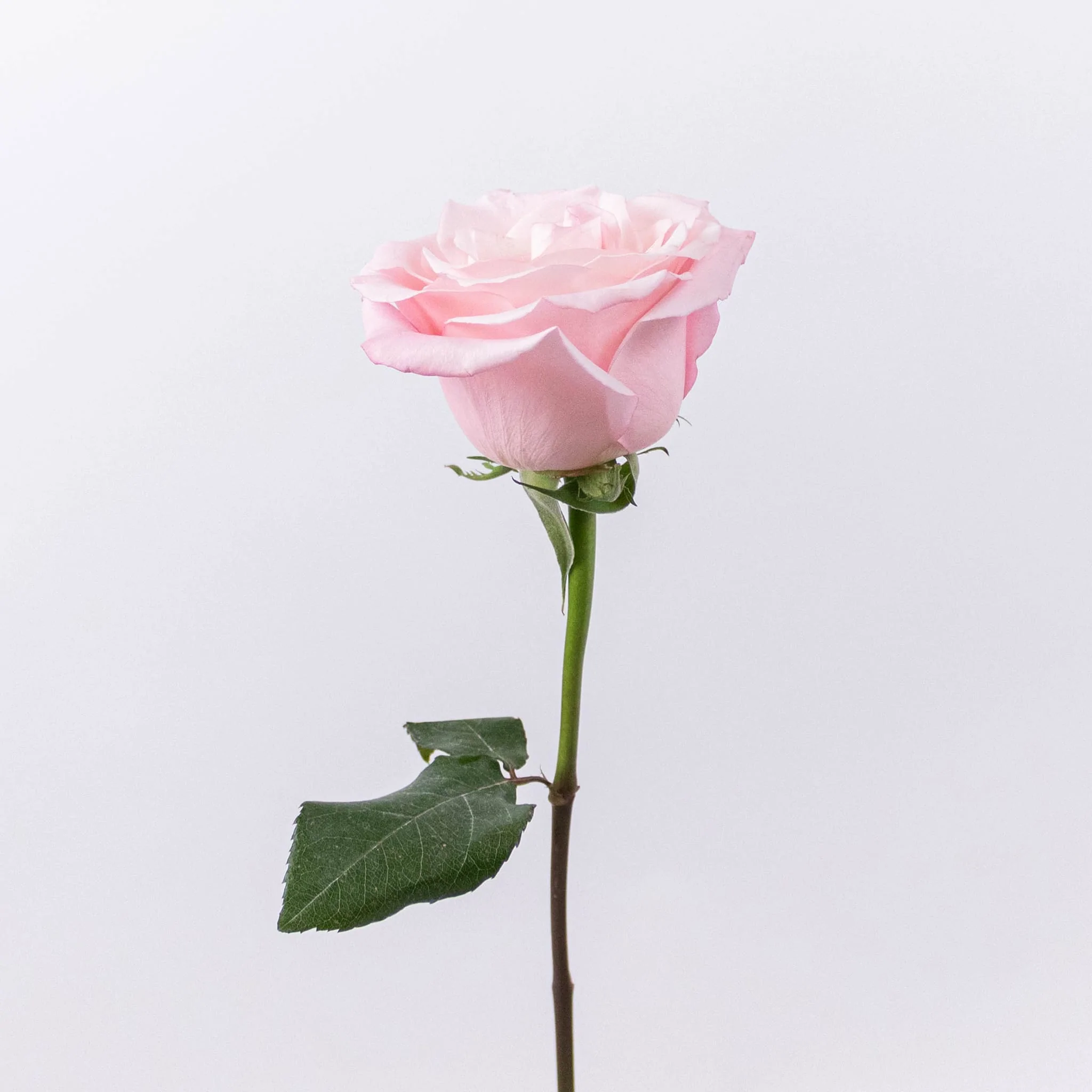 rose.webp